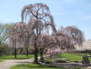 Rodolfo Slocum - Daddy New Mexico, USA